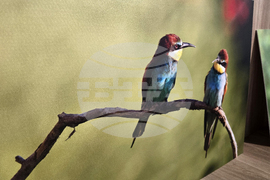 Петрич - Атанас Грозданов - изложба