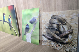 Петрич - Атанас Грозданов - изложба