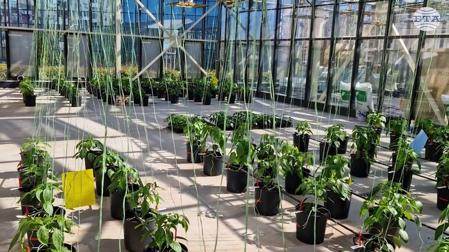 В Центъра по растителна системна биология и биотехнология в Пловдив се създава наука на световно ниво