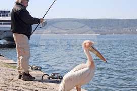 Варна - Розов пеликан