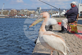 Варна - Розов пеликан