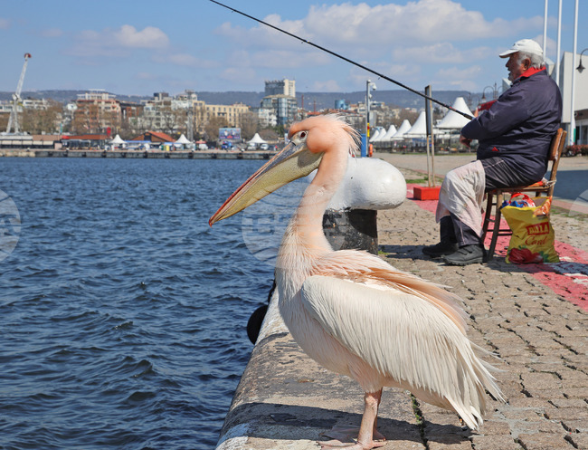 Варна - Розов пеликан