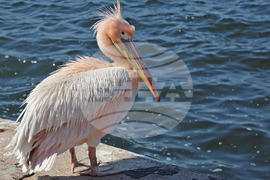 Варна - Розов пеликан