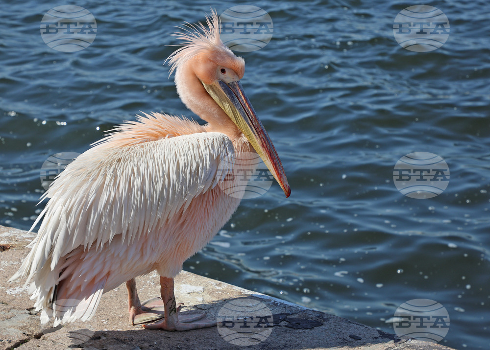 Варна - Розов пеликан