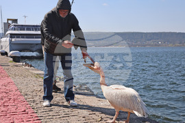 Варна - Розов пеликан
