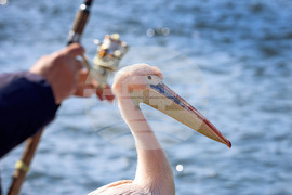 Варна - Розов пеликан