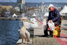 Варна - Розов пеликан