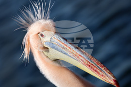 Варна - Розов пеликан