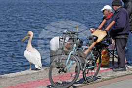 Варна - Розов пеликан