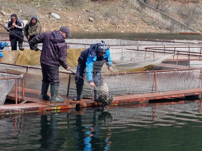 Язовир „Кърджали“ бе зарибен с близо 10 хиляди шаранчета 