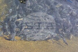 Язовир Кърджали - зарибяване