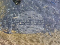 Язовир Кърджали - зарибяване