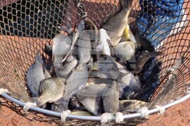 Язовир Кърджали - зарибяване