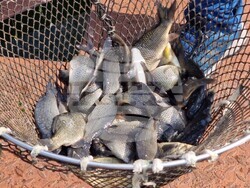 Язовир Кърджали - зарибяване