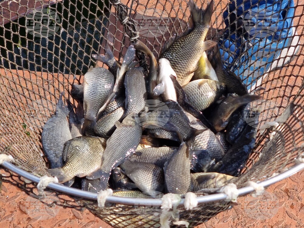 Язовир Кърджали - зарибяване