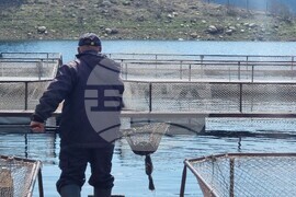 Язовир Кърджали - зарибяване