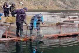 Язовир Кърджали - зарибяване