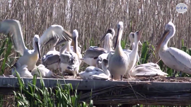 Srebarna Lake Level Is Low but Birds Are not at Risk - Environment Authority