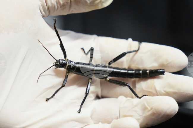 Новооткрито насекомо е най-тежкото в Австралия