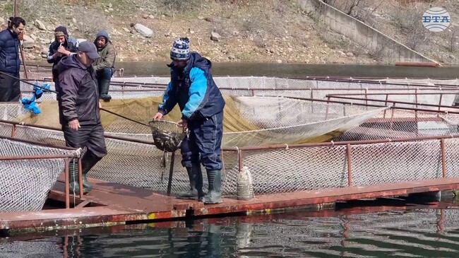 Язовир „Кърджали“ бе зарибен с близо 10 хиляди шаранчета