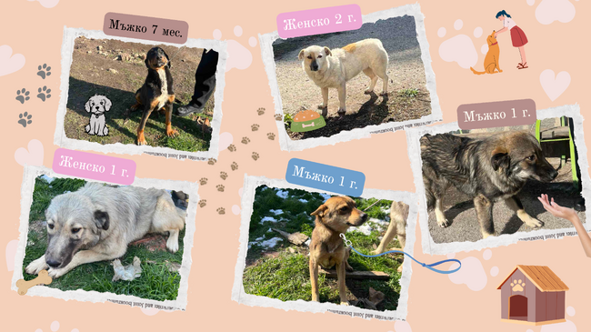 Община Банско: Кампанията „Осинови ме: Бездомен или домашен – ти решаваш!“ продължава