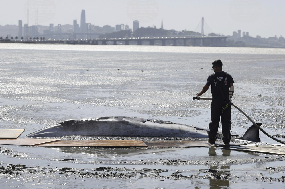 California Whale