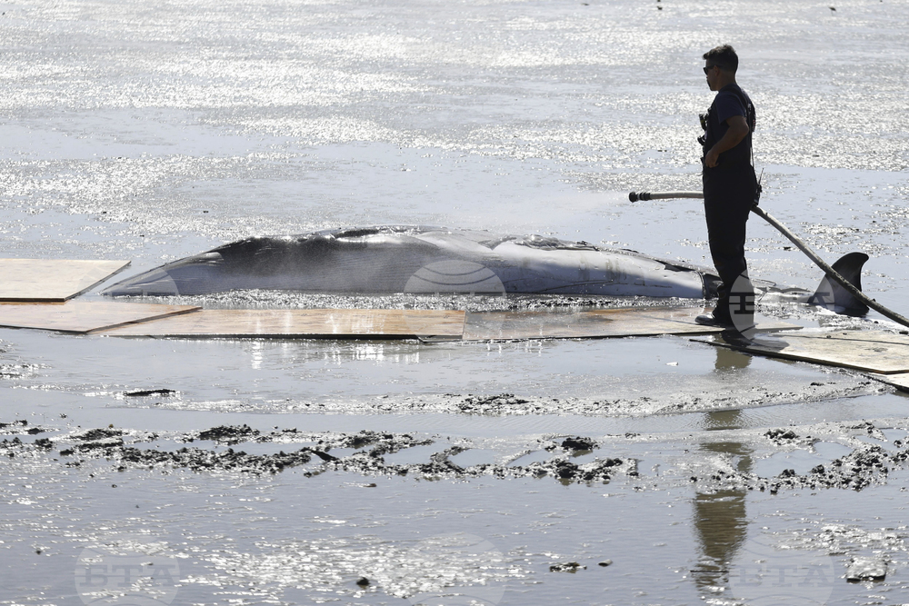 California Whale