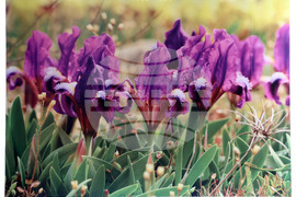 Варна - Природонаучен музей - изложба