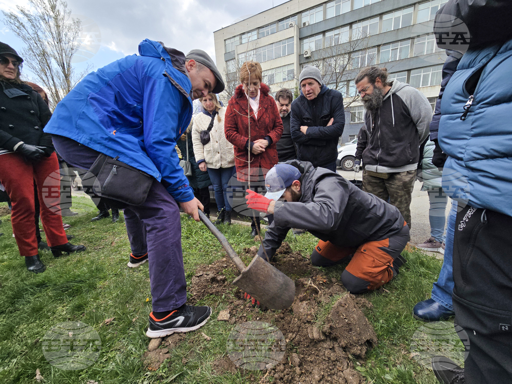 Учени от БАН засадиха дървета в кампуса на научната институция на 4-ти километър в София