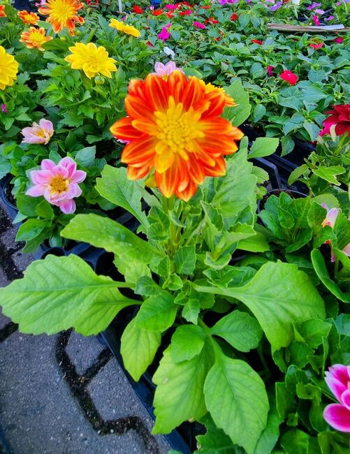 Община Асеновград: „Цветна пролет“ в Асеновград кани търговци и любители на цветята