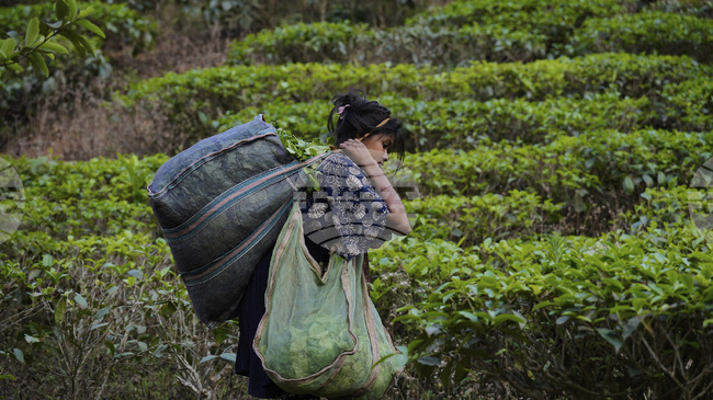 Производството на чай в Индия през октомври е спаднало с 21,3 на сто заради лошото време, попречило на брането на реколтата
