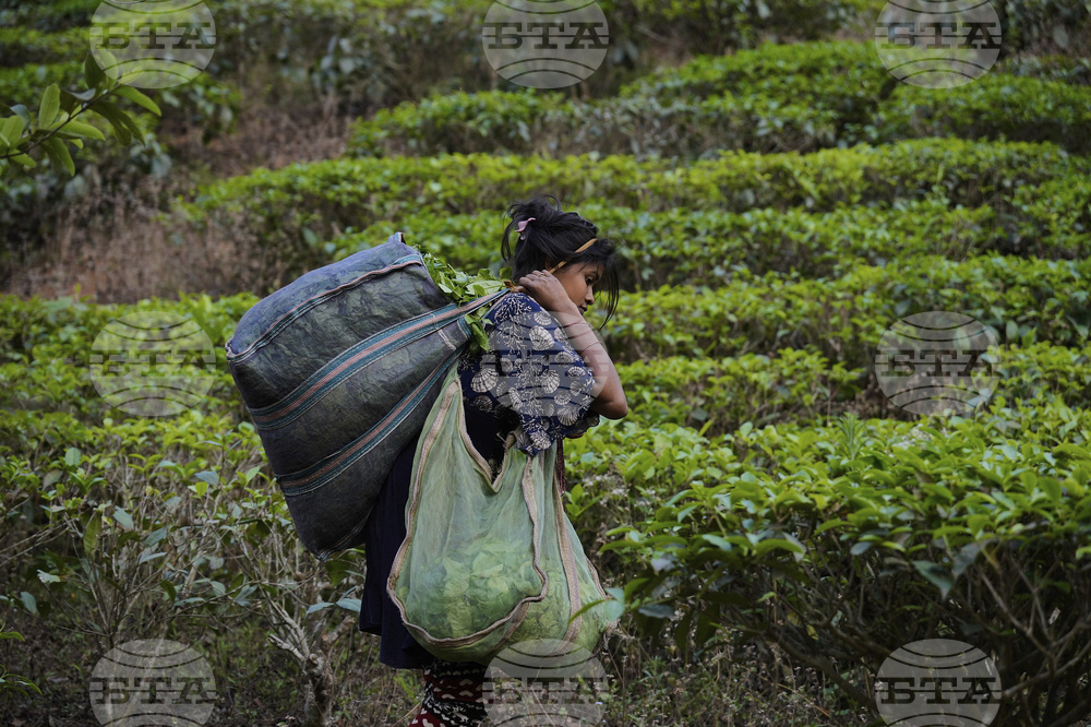 Производството на чай в Индия през октомври е спаднало с 21,3 на сто заради лошото време, попречило на брането на реколтата