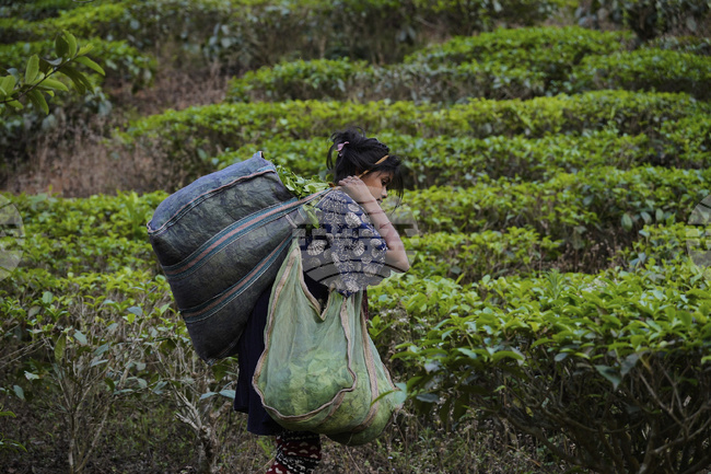 Производството на чай в Индия през октомври е спаднало с 21,3 на сто заради лошото време, попречило на брането на реколтата