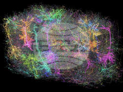 Mouse Brain Map