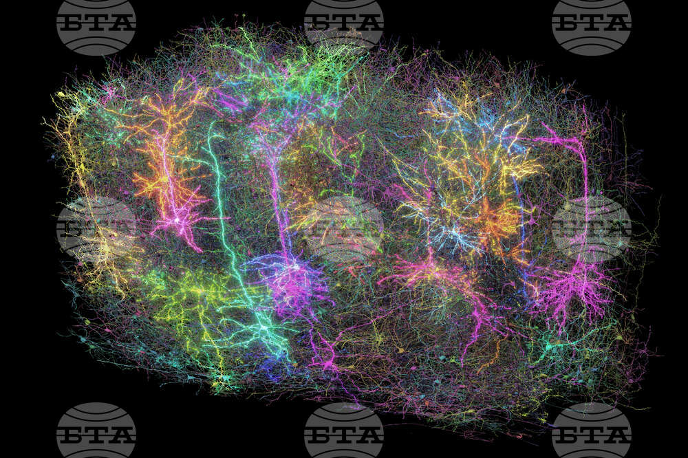 Учени картографираха част от мозъка на мишка