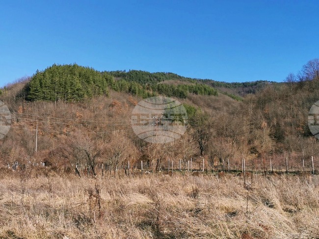 Инициативата Седмица на гората беше отбелязана в Стакевци, където се намират 99% от общинските гори в община Белоградчик