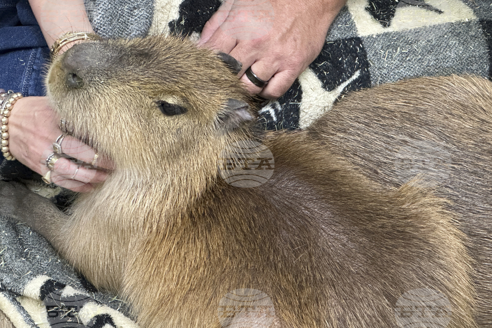 Capybara Cafe Florida