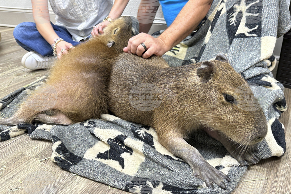 Capybara Cafe Florida