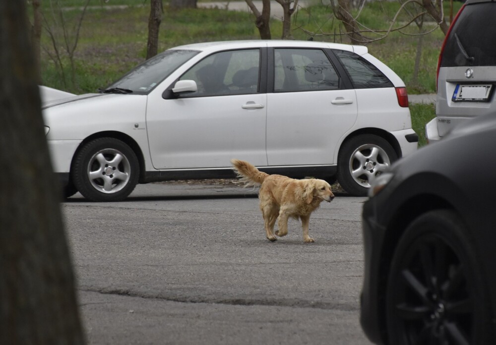 Община Шумен: От днес Община Шумен проверява спазено ли е законовото изискване за чипиране на домашните любимци