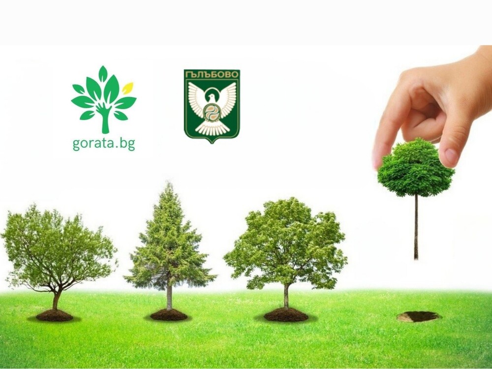 Община Гълъбово организира залесяване с фиданки 