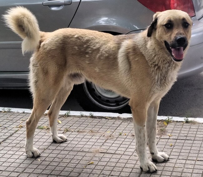 Община Асеновград: Изтече срокът за пререгистрация на домашни кучета в Асеновград