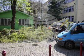 Бургас - дървета - резитба