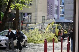 Бургас - дървета - резитба