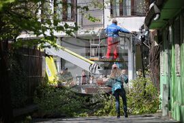 Бургас - дървета - резитба