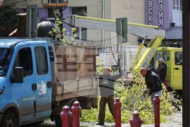 Бургас - дървета - резитба