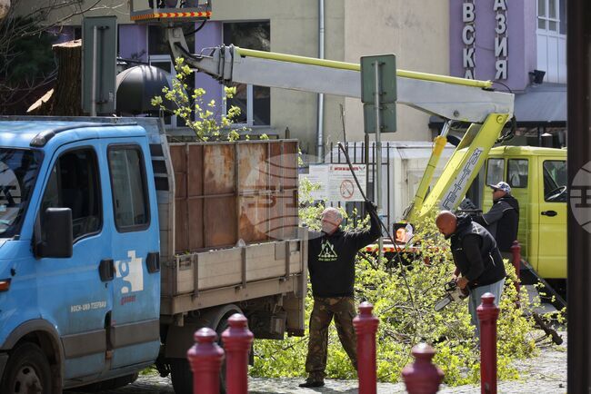  Бургас - дървета - резитба