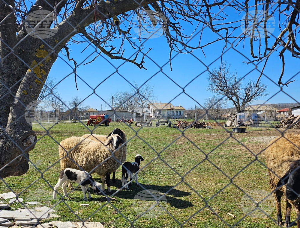 Няма съществена промяна в цените на козунаците, яйцата и агнешкото в Търговищко дни преди Великден