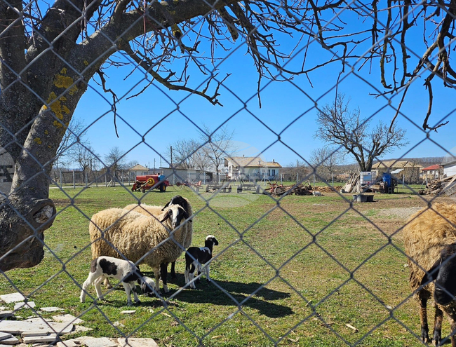 Няма съществена промяна в цените на козунаците, яйцата и агнешкото в Търговищко дни преди Великден