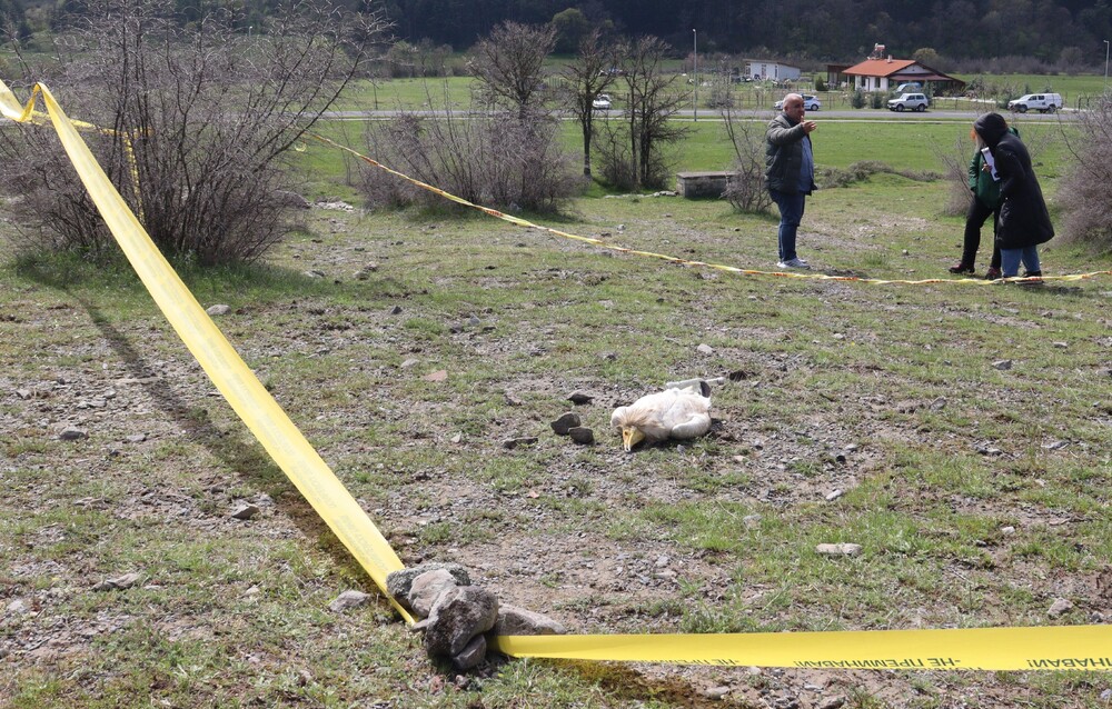 МОСВ: Води се разследване по нов случай на отровен защитен вид – два екземпляра египетски лешояди в региона на Източни Родопи