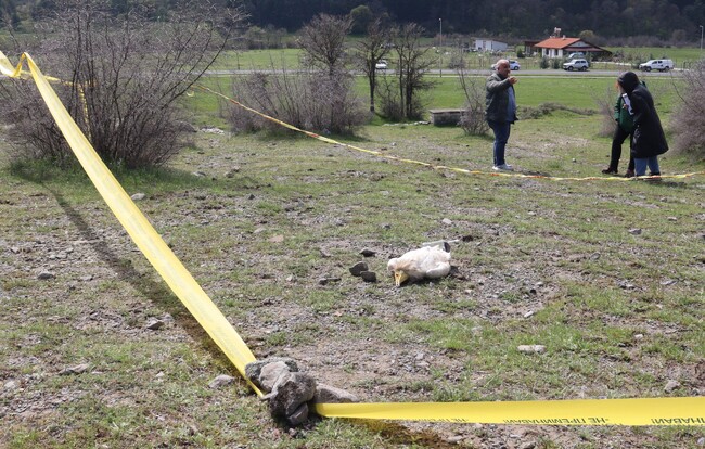МОСВ: Води се разследване по нов случай на отровен защитен вид – два екземпляра египетски лешояди в региона на Източни Родопи
